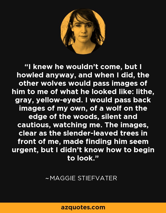 I knew he wouldn't come, but I howled anyway, and when I did, the other wolves would pass images of him to me of what he looked like: lithe, gray, yellow-eyed. I would pass back images of my own, of a wolf on the edge of the woods, silent and cautious, watching me. The images, clear as the slender-leaved trees in front of me, made finding him seem urgent, but I didn't know how to begin to look. - Maggie Stiefvater