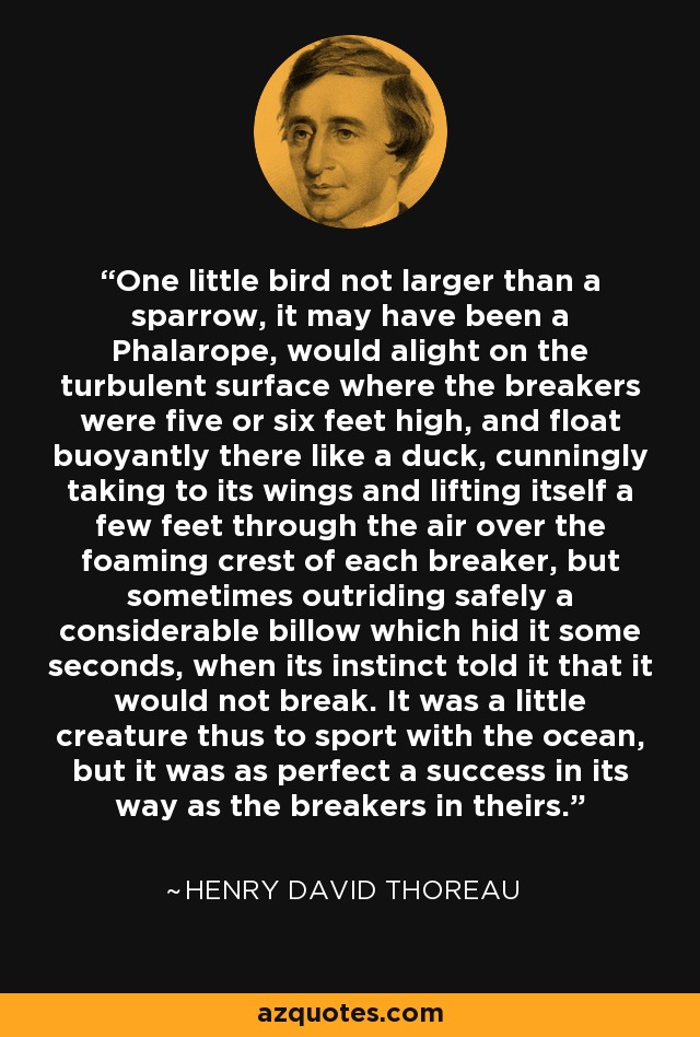 One little bird not larger than a sparrow, it may have been a Phalarope, would alight on the turbulent surface where the breakers were five or six feet high, and float buoyantly there like a duck, cunningly taking to its wings and lifting itself a few feet through the air over the foaming crest of each breaker, but sometimes outriding safely a considerable billow which hid it some seconds, when its instinct told it that it would not break. It was a little creature thus to sport with the ocean, but it was as perfect a success in its way as the breakers in theirs. - Henry David Thoreau