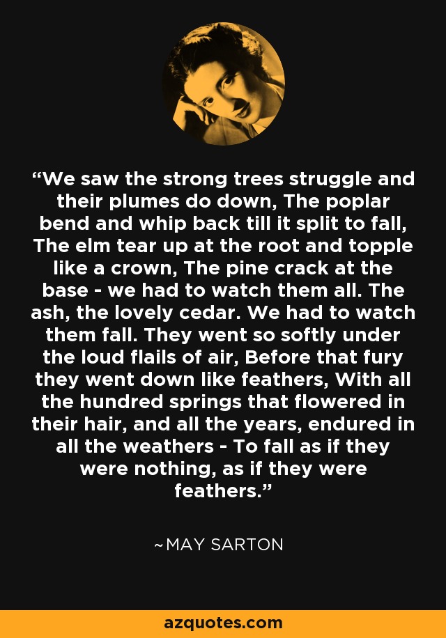 We saw the strong trees struggle and their plumes do down, The poplar bend and whip back till it split to fall, The elm tear up at the root and topple like a crown, The pine crack at the base - we had to watch them all. The ash, the lovely cedar. We had to watch them fall. They went so softly under the loud flails of air, Before that fury they went down like feathers, With all the hundred springs that flowered in their hair, and all the years, endured in all the weathers - To fall as if they were nothing, as if they were feathers. - May Sarton