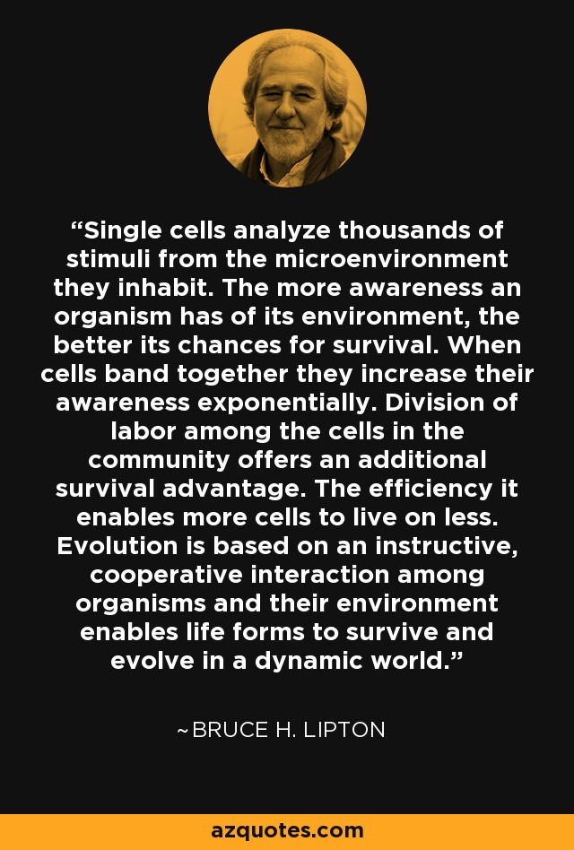 Single cells analyze thousands of stimuli from the microenvironment they inhabit. The more awareness an organism has of its environment, the better its chances for survival. When cells band together they increase their awareness exponentially. Division of labor among the cells in the community offers an additional survival advantage. The efficiency it enables more cells to live on less. Evolution is based on an instructive, cooperative interaction among organisms and their environment enables life forms to survive and evolve in a dynamic world. - Bruce H. Lipton