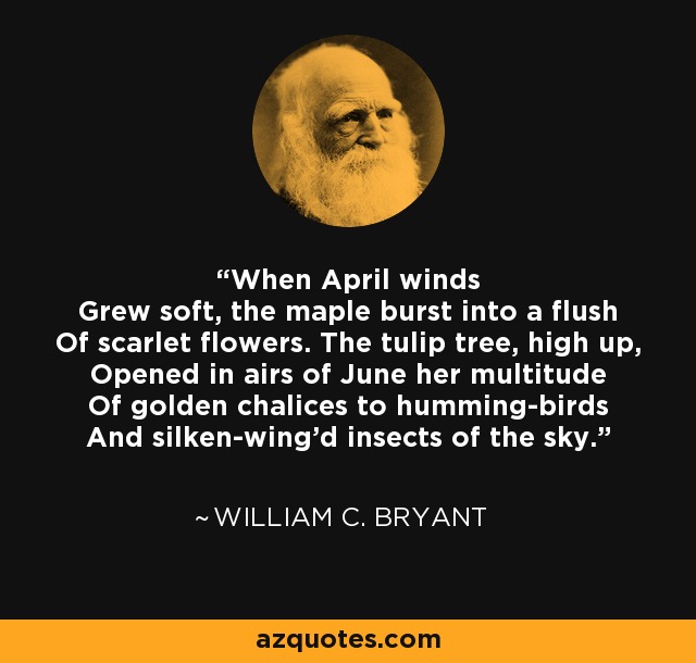 When April winds Grew soft, the maple burst into a flush Of scarlet flowers. The tulip tree, high up, Opened in airs of June her multitude Of golden chalices to humming-birds And silken-wing'd insects of the sky. - William C. Bryant
