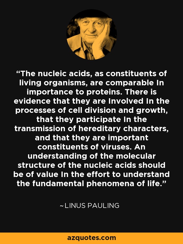 The nucleic acids, as constituents of living organisms, are comparable In importance to proteins. There is evidence that they are Involved In the processes of cell division and growth, that they participate In the transmission of hereditary characters, and that they are important constituents of viruses. An understanding of the molecular structure of the nucleic acids should be of value In the effort to understand the fundamental phenomena of life. - Linus Pauling