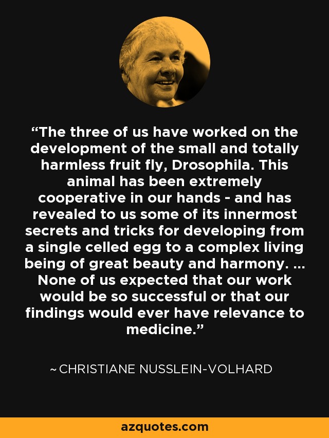 The three of us have worked on the development of the small and totally harmless fruit fly, Drosophila. This animal has been extremely cooperative in our hands - and has revealed to us some of its innermost secrets and tricks for developing from a single celled egg to a complex living being of great beauty and harmony. ... None of us expected that our work would be so successful or that our findings would ever have relevance to medicine. - Christiane Nusslein-Volhard