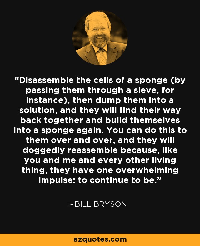 Disassemble the cells of a sponge (by passing them through a sieve, for instance), then dump them into a solution, and they will find their way back together and build themselves into a sponge again. You can do this to them over and over, and they will doggedly reassemble because, like you and me and every other living thing, they have one overwhelming impulse: to continue to be. - Bill Bryson