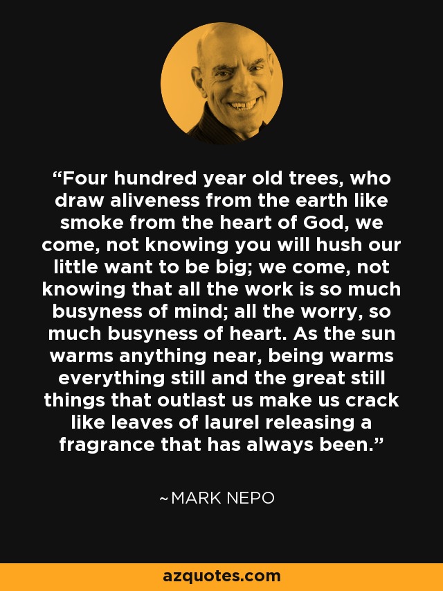 Four hundred year old trees, who draw aliveness from the earth like smoke from the heart of God, we come, not knowing you will hush our little want to be big; we come, not knowing that all the work is so much busyness of mind; all the worry, so much busyness of heart. As the sun warms anything near, being warms everything still and the great still things that outlast us make us crack like leaves of laurel releasing a fragrance that has always been. - Mark Nepo