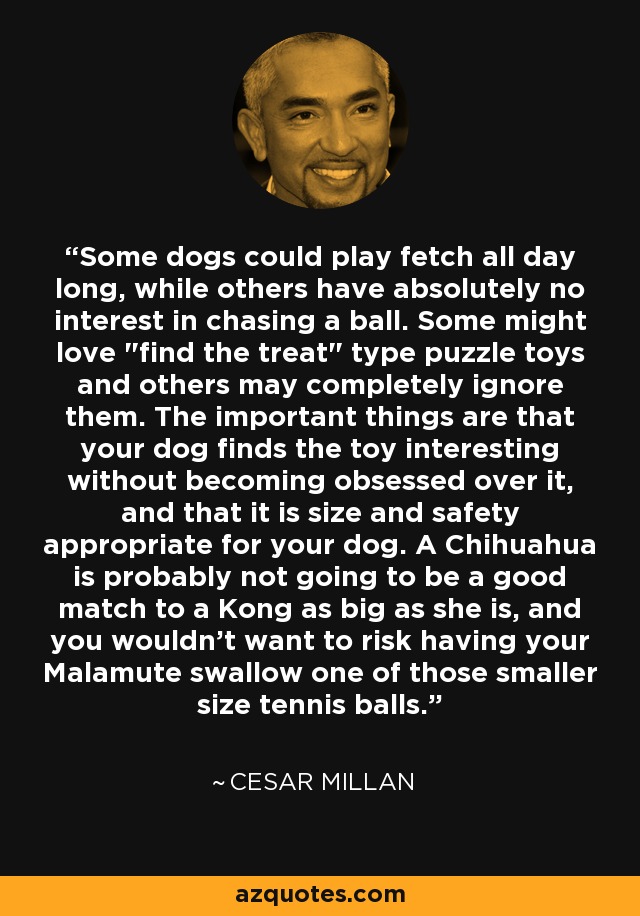 Some dogs could play fetch all day long, while others have absolutely no interest in chasing a ball. Some might love 