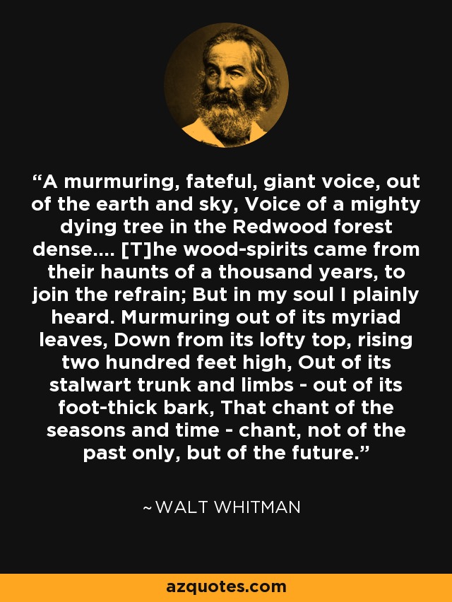 A murmuring, fateful, giant voice, out of the earth and sky, Voice of a mighty dying tree in the Redwood forest dense.... [T]he wood-spirits came from their haunts of a thousand years, to join the refrain; But in my soul I plainly heard. Murmuring out of its myriad leaves, Down from its lofty top, rising two hundred feet high, Out of its stalwart trunk and limbs - out of its foot-thick bark, That chant of the seasons and time - chant, not of the past only, but of the future. - Walt Whitman