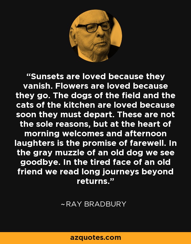 Sunsets are loved because they vanish. Flowers are loved because they go. The dogs of the field and the cats of the kitchen are loved because soon they must depart. These are not the sole reasons, but at the heart of morning welcomes and afternoon laughters is the promise of farewell. In the gray muzzle of an old dog we see goodbye. In the tired face of an old friend we read long journeys beyond returns. - Ray Bradbury