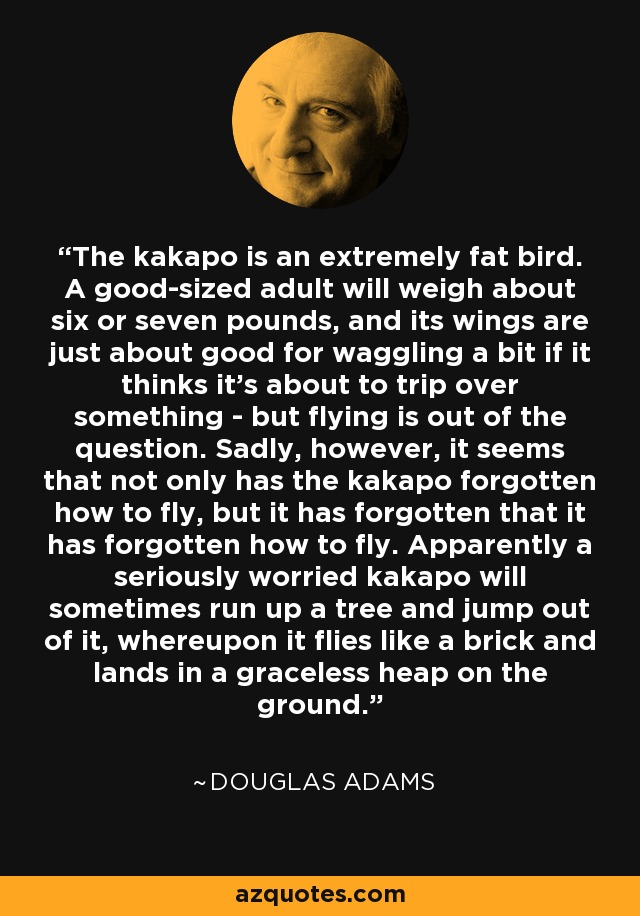 The kakapo is an extremely fat bird. A good-sized adult will weigh about six or seven pounds, and its wings are just about good for waggling a bit if it thinks it's about to trip over something - but flying is out of the question. Sadly, however, it seems that not only has the kakapo forgotten how to fly, but it has forgotten that it has forgotten how to fly. Apparently a seriously worried kakapo will sometimes run up a tree and jump out of it, whereupon it flies like a brick and lands in a graceless heap on the ground. - Douglas Adams