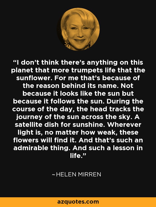 I don't think there's anything on this planet that more trumpets life that the sunflower. For me that's because of the reason behind its name. Not because it looks like the sun but because it follows the sun. During the course of the day, the head tracks the journey of the sun across the sky. A satellite dish for sunshine. Wherever light is, no matter how weak, these flowers will find it. And that's such an admirable thing. And such a lesson in life. - Helen Mirren