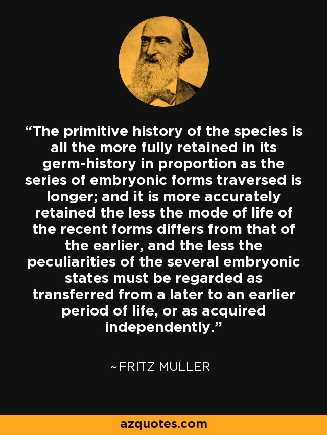 The primitive history of the species is all the more fully retained in its germ-history in proportion as the series of embryonic forms traversed is longer; and it is more accurately retained the less the mode of life of the recent forms differs from that of the earlier, and the less the peculiarities of the several embryonic states must be regarded as transferred from a later to an earlier period of life, or as acquired independently. - Fritz Muller