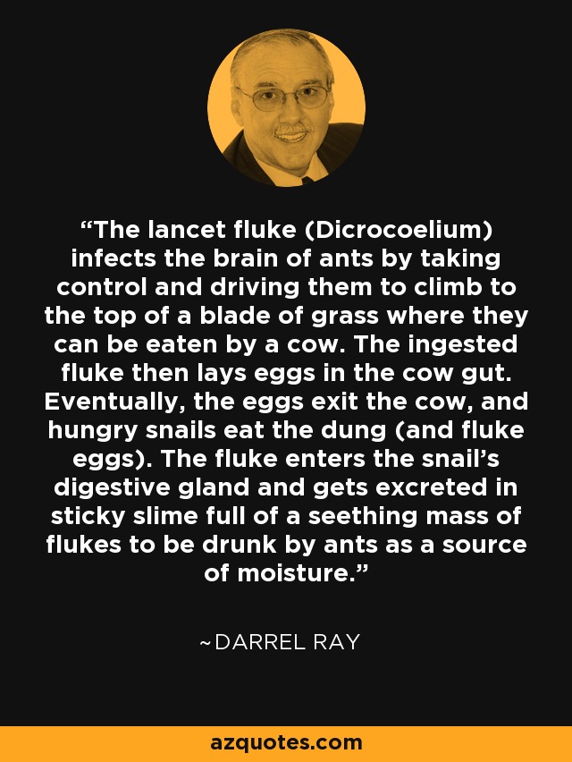 The lancet fluke (Dicrocoelium) infects the brain of ants by taking control and driving them to climb to the top of a blade of grass where they can be eaten by a cow. The ingested fluke then lays eggs in the cow gut. Eventually, the eggs exit the cow, and hungry snails eat the dung (and fluke eggs). The fluke enters the snail's digestive gland and gets excreted in sticky slime full of a seething mass of flukes to be drunk by ants as a source of moisture. - Darrel Ray
