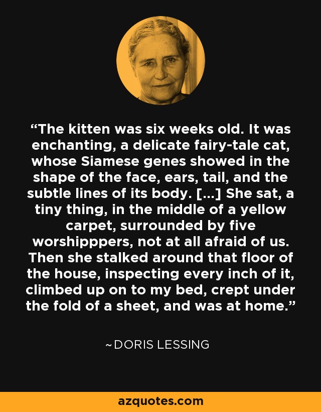 The kitten was six weeks old. It was enchanting, a delicate fairy-tale cat, whose Siamese genes showed in the shape of the face, ears, tail, and the subtle lines of its body. [...] She sat, a tiny thing, in the middle of a yellow carpet, surrounded by five worshipppers, not at all afraid of us. Then she stalked around that floor of the house, inspecting every inch of it, climbed up on to my bed, crept under the fold of a sheet, and was at home. - Doris Lessing