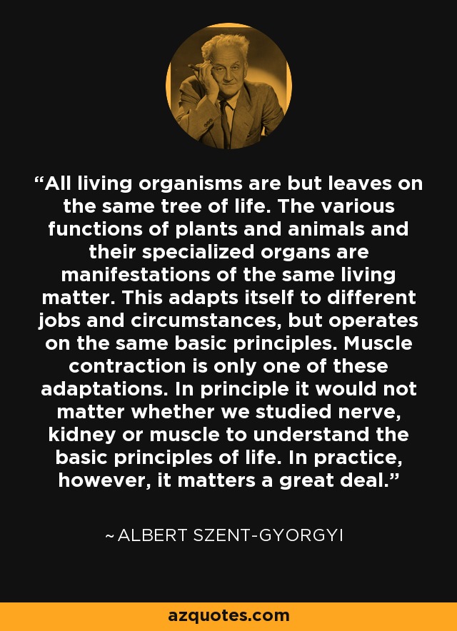 All living organisms are but leaves on the same tree of life. The various functions of plants and animals and their specialized organs are manifestations of the same living matter. This adapts itself to different jobs and circumstances, but operates on the same basic principles. Muscle contraction is only one of these adaptations. In principle it would not matter whether we studied nerve, kidney or muscle to understand the basic principles of life. In practice, however, it matters a great deal. - Albert Szent-Gyorgyi