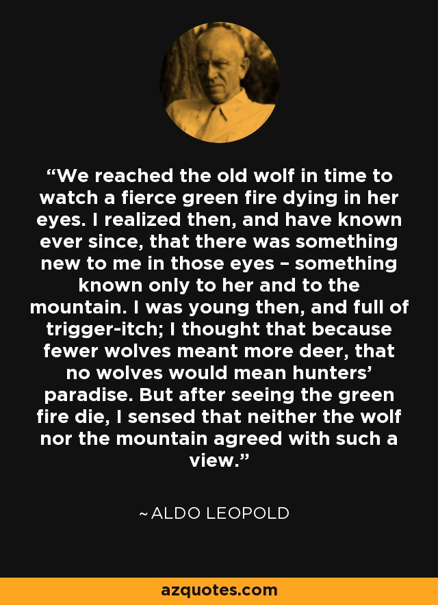 We reached the old wolf in time to watch a fierce green fire dying in her eyes. I realized then, and have known ever since, that there was something new to me in those eyes – something known only to her and to the mountain. I was young then, and full of trigger-itch; I thought that because fewer wolves meant more deer, that no wolves would mean hunters’ paradise. But after seeing the green fire die, I sensed that neither the wolf nor the mountain agreed with such a view. - Aldo Leopold