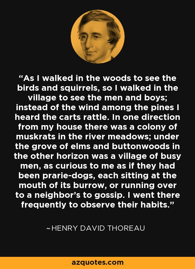 As I walked in the woods to see the birds and squirrels, so I walked in the village to see the men and boys; instead of the wind among the pines I heard the carts rattle. In one direction from my house there was a colony of muskrats in the river meadows; under the grove of elms and buttonwoods in the other horizon was a village of busy men, as curious to me as if they had been prarie-dogs, each sitting at the mouth of its burrow, or running over to a neighbor's to gossip. I went there frequently to observe their habits. - Henry David Thoreau