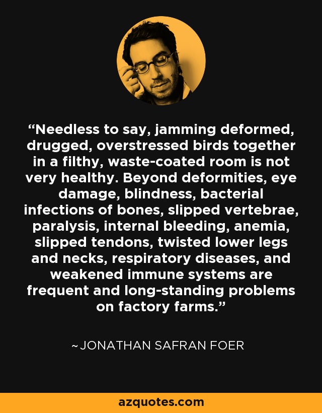 Needless to say, jamming deformed, drugged, overstressed birds together in a filthy, waste-coated room is not very healthy. Beyond deformities, eye damage, blindness, bacterial infections of bones, slipped vertebrae, paralysis, internal bleeding, anemia, slipped tendons, twisted lower legs and necks, respiratory diseases, and weakened immune systems are frequent and long-standing problems on factory farms. - Jonathan Safran Foer