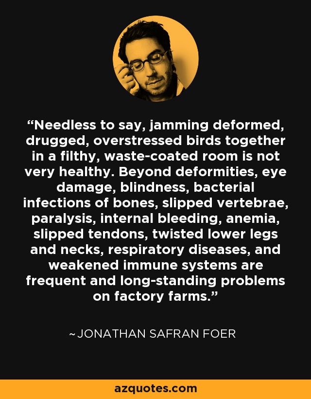 Needless to say, jamming deformed, drugged, overstressed birds together in a filthy, waste-coated room is not very healthy. Beyond deformities, eye damage, blindness, bacterial infections of bones, slipped vertebrae, paralysis, internal bleeding, anemia, slipped tendons, twisted lower legs and necks, respiratory diseases, and weakened immune systems are frequent and long-standing problems on factory farms. - Jonathan Safran Foer