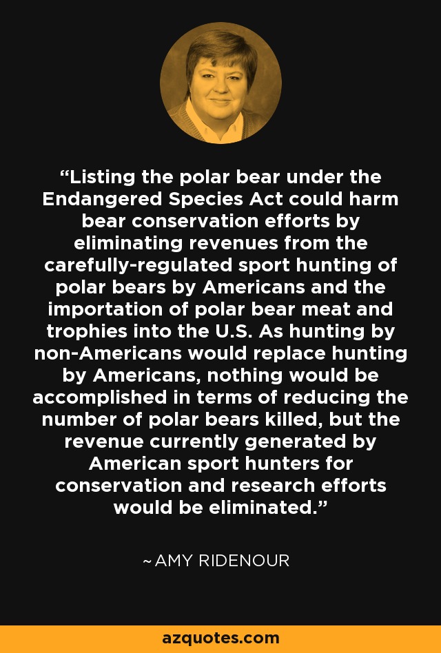 Listing the polar bear under the Endangered Species Act could harm bear conservation efforts by eliminating revenues from the carefully-regulated sport hunting of polar bears by Americans and the importation of polar bear meat and trophies into the U.S. As hunting by non-Americans would replace hunting by Americans, nothing would be accomplished in terms of reducing the number of polar bears killed, but the revenue currently generated by American sport hunters for conservation and research efforts would be eliminated. - Amy Ridenour