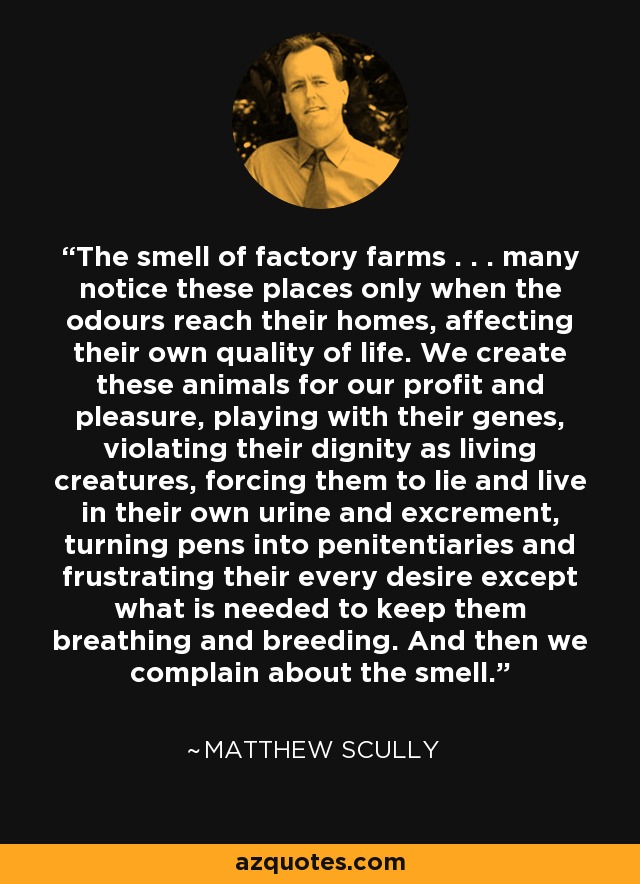The smell of factory farms . . . many notice these places only when the odours reach their homes, affecting their own quality of life. We create these animals for our profit and pleasure, playing with their genes, violating their dignity as living creatures, forcing them to lie and live in their own urine and excrement, turning pens into penitentiaries and frustrating their every desire except what is needed to keep them breathing and breeding. And then we complain about the smell. - Matthew Scully