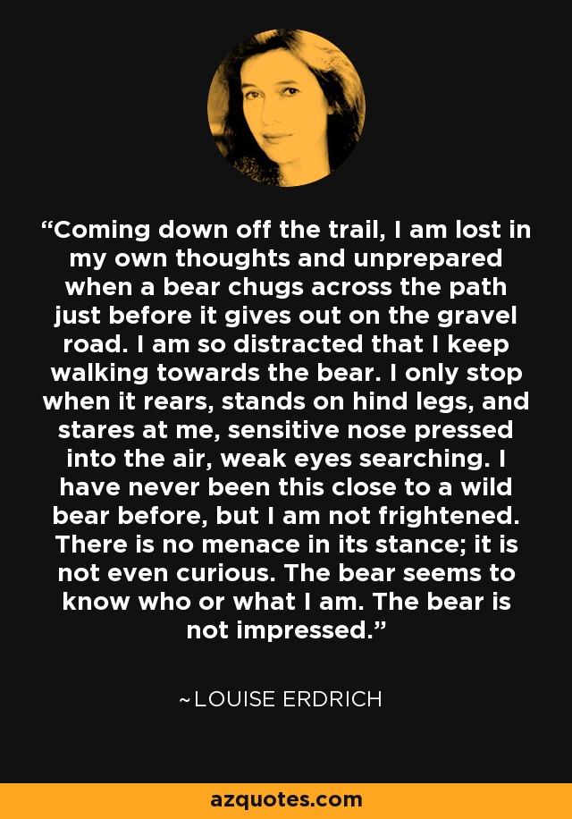 Coming down off the trail, I am lost in my own thoughts and unprepared when a bear chugs across the path just before it gives out on the gravel road. I am so distracted that I keep walking towards the bear. I only stop when it rears, stands on hind legs, and stares at me, sensitive nose pressed into the air, weak eyes searching. I have never been this close to a wild bear before, but I am not frightened. There is no menace in its stance; it is not even curious. The bear seems to know who or what I am. The bear is not impressed. - Louise Erdrich