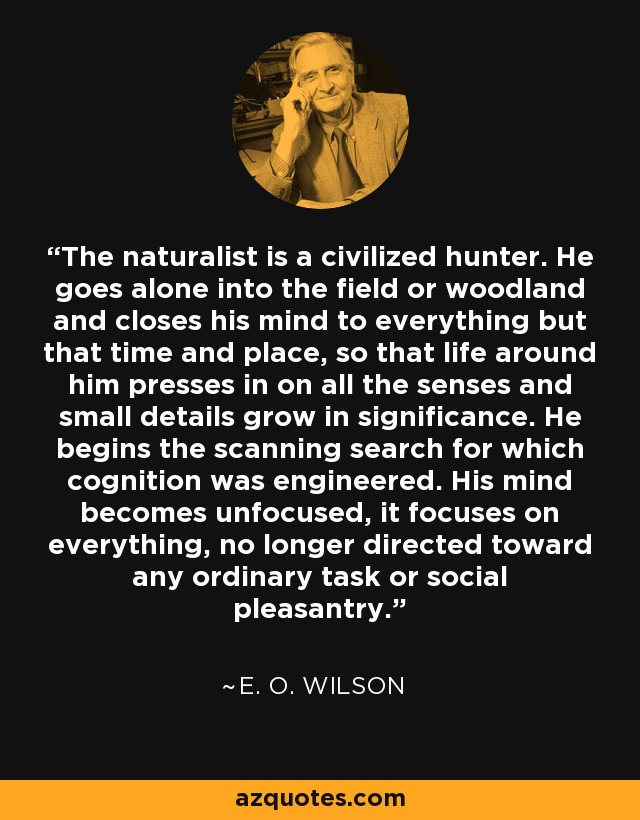 The naturalist is a civilized hunter. He goes alone into the field or woodland and closes his mind to everything but that time and place, so that life around him presses in on all the senses and small details grow in significance. He begins the scanning search for which cognition was engineered. His mind becomes unfocused, it focuses on everything, no longer directed toward any ordinary task or social pleasantry. - E. O. Wilson