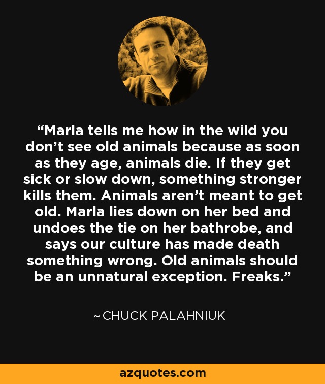 Marla tells me how in the wild you don't see old animals because as soon as they age, animals die. If they get sick or slow down, something stronger kills them. Animals aren't meant to get old. Marla lies down on her bed and undoes the tie on her bathrobe, and says our culture has made death something wrong. Old animals should be an unnatural exception. Freaks. - Chuck Palahniuk