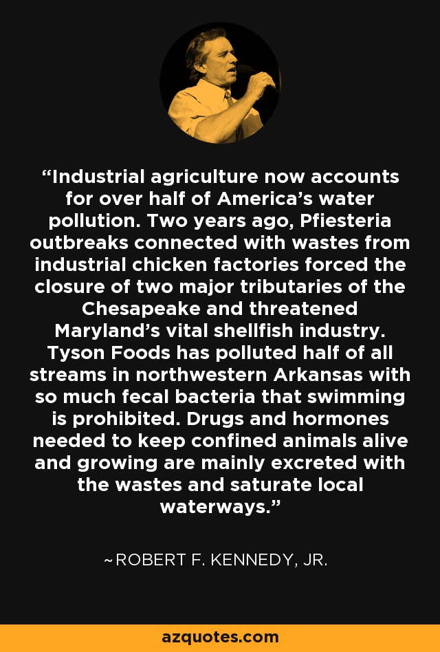 Industrial agriculture now accounts for over half of America's water pollution. Two years ago, Pfiesteria outbreaks connected with wastes from industrial chicken factories forced the closure of two major tributaries of the Chesapeake and threatened Maryland's vital shellfish industry. Tyson Foods has polluted half of all streams in northwestern Arkansas with so much fecal bacteria that swimming is prohibited. Drugs and hormones needed to keep confined animals alive and growing are mainly excreted with the wastes and saturate local waterways. - Robert F. Kennedy, Jr.