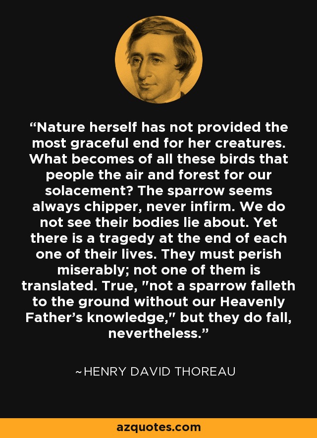 Nature herself has not provided the most graceful end for her creatures. What becomes of all these birds that people the air and forest for our solacement? The sparrow seems always chipper, never infirm. We do not see their bodies lie about. Yet there is a tragedy at the end of each one of their lives. They must perish miserably; not one of them is translated. True, 