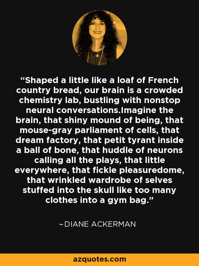 Shaped a little like a loaf of French country bread, our brain is a crowded chemistry lab, bustling with nonstop neural conversations.Imagine the brain, that shiny mound of being, that mouse-gray parliament of cells, that dream factory, that petit tyrant inside a ball of bone, that huddle of neurons calling all the plays, that little everywhere, that fickle pleasuredome, that wrinkled wardrobe of selves stuffed into the skull like too many clothes into a gym bag. - Diane Ackerman