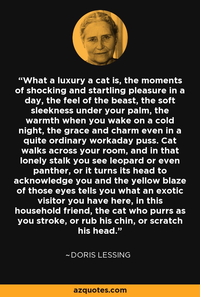 What a luxury a cat is, the moments of shocking and startling pleasure in a day, the feel of the beast, the soft sleekness under your palm, the warmth when you wake on a cold night, the grace and charm even in a quite ordinary workaday puss. Cat walks across your room, and in that lonely stalk you see leopard or even panther, or it turns its head to acknowledge you and the yellow blaze of those eyes tells you what an exotic visitor you have here, in this household friend, the cat who purrs as you stroke, or rub his chin, or scratch his head. - Doris Lessing