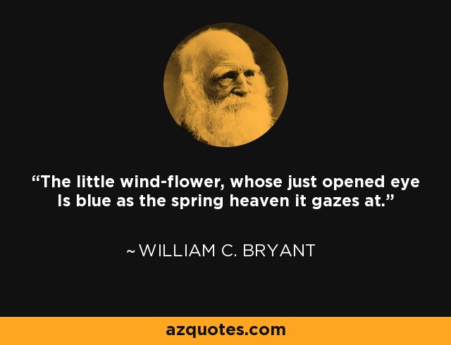 The little wind-flower, whose just opened eye Is blue as the spring heaven it gazes at. - William C. Bryant