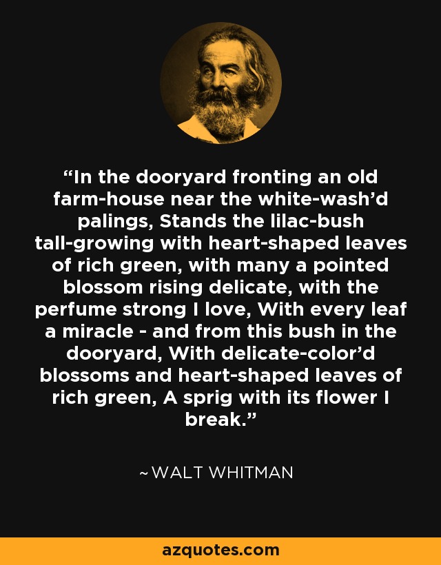 In the dooryard fronting an old farm-house near the white-wash'd palings, Stands the lilac-bush tall-growing with heart-shaped leaves of rich green, with many a pointed blossom rising delicate, with the perfume strong I love, With every leaf a miracle - and from this bush in the dooryard, With delicate-color'd blossoms and heart-shaped leaves of rich green, A sprig with its flower I break. - Walt Whitman