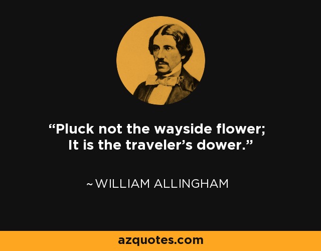 Pluck not the wayside flower; It is the traveler's dower. - William Allingham
