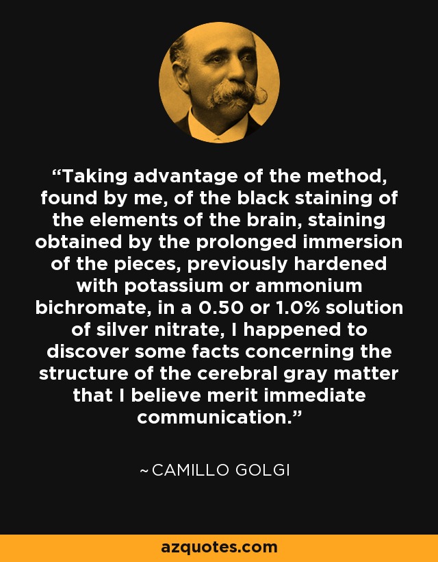 Taking advantage of the method, found by me, of the black staining of the elements of the brain, staining obtained by the prolonged immersion of the pieces, previously hardened with potassium or ammonium bichromate, in a 0.50 or 1.0% solution of silver nitrate, I happened to discover some facts concerning the structure of the cerebral gray matter that I believe merit immediate communication. - Camillo Golgi