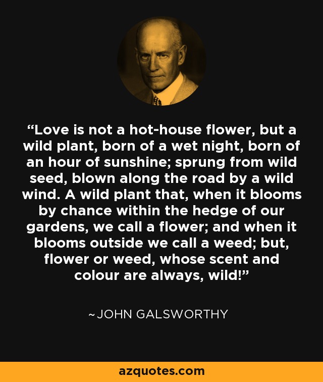 Love is not a hot-house flower, but a wild plant, born of a wet night, born of an hour of sunshine; sprung from wild seed, blown along the road by a wild wind. A wild plant that, when it blooms by chance within the hedge of our gardens, we call a flower; and when it blooms outside we call a weed; but, flower or weed, whose scent and colour are always, wild! - John Galsworthy