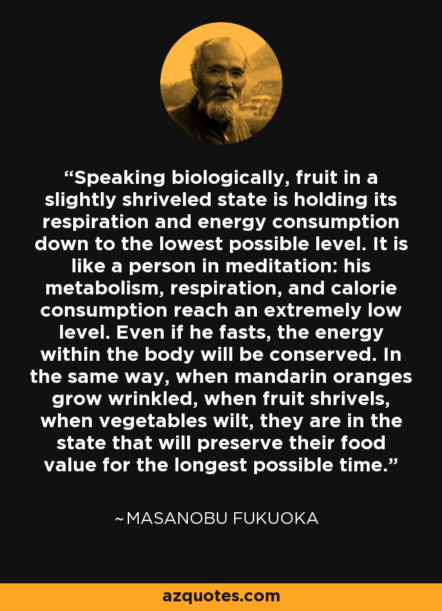 Speaking biologically, fruit in a slightly shriveled state is holding its respiration and energy consumption down to the lowest possible level. It is like a person in meditation: his metabolism, respiration, and calorie consumption reach an extremely low level. Even if he fasts, the energy within the body will be conserved. In the same way, when mandarin oranges grow wrinkled, when fruit shrivels, when vegetables wilt, they are in the state that will preserve their food value for the longest possible time. - Masanobu Fukuoka