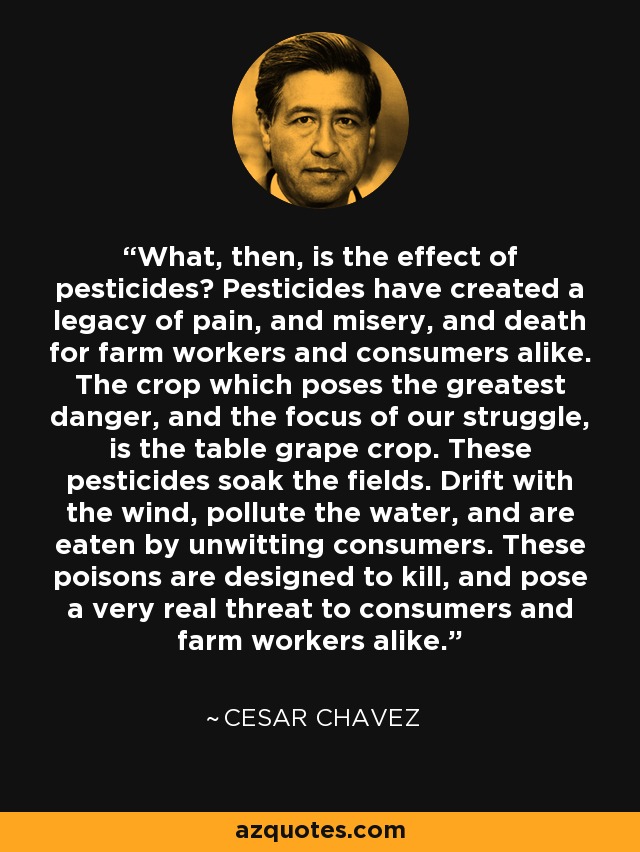 What, then, is the effect of pesticides? Pesticides have created a legacy of pain, and misery, and death for farm workers and consumers alike. The crop which poses the greatest danger, and the focus of our struggle, is the table grape crop. These pesticides soak the fields. Drift with the wind, pollute the water, and are eaten by unwitting consumers. These poisons are designed to kill, and pose a very real threat to consumers and farm workers alike. - Cesar Chavez