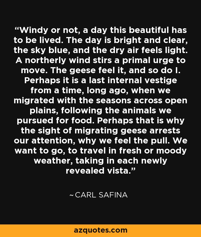 Windy or not, a day this beautiful has to be lived. The day is bright and clear, the sky blue, and the dry air feels light. A northerly wind stirs a primal urge to move. The geese feel it, and so do I. Perhaps it is a last internal vestige from a time, long ago, when we migrated with the seasons across open plains, following the animals we pursued for food. Perhaps that is why the sight of migrating geese arrests our attention, why we feel the pull. We want to go, to travel in fresh or moody weather, taking in each newly revealed vista. - Carl Safina